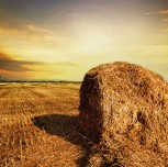 Lorem ipsum dolor sit