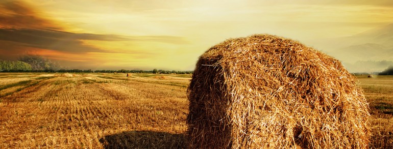 Lorem ipsum dolor sit